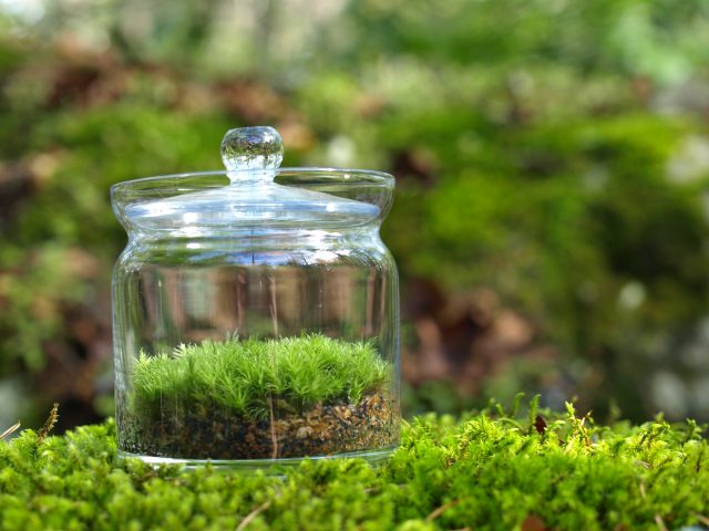 小さなコケの森キャニスター